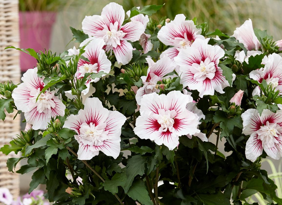 Hibiscus syriacus 'Starburst Chiffon'